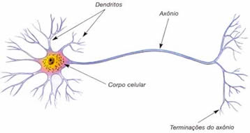 Figura 1 - Esquema de um neurônio biológico típico